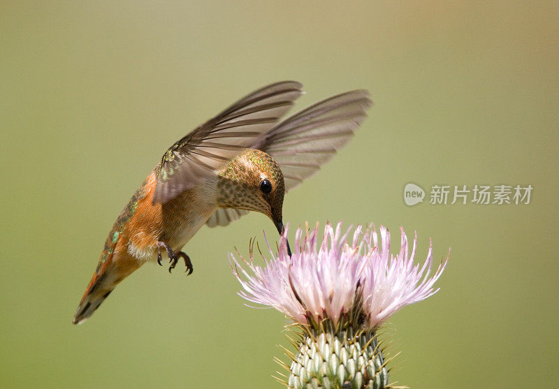 红蜂鸟和蓟花