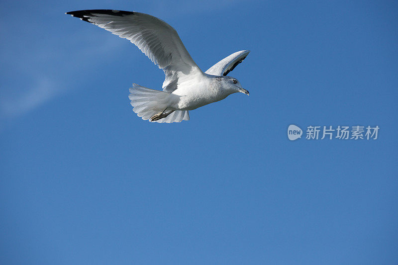 海鸥在飞