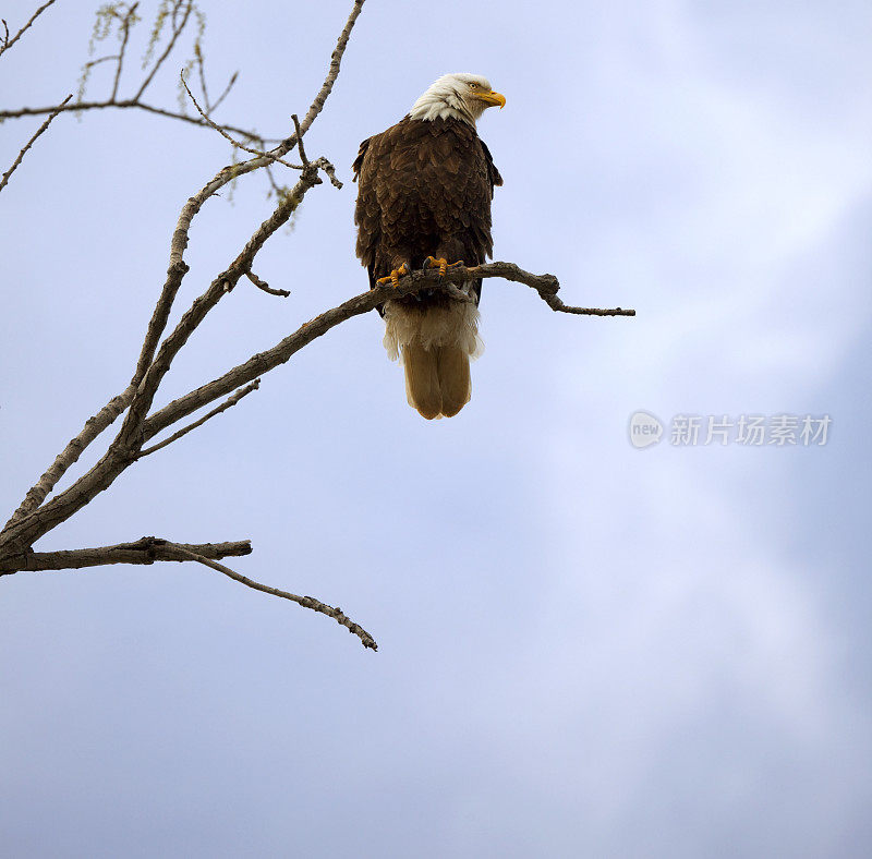 暴风雨前的风中，秃鹰在树枝上休息