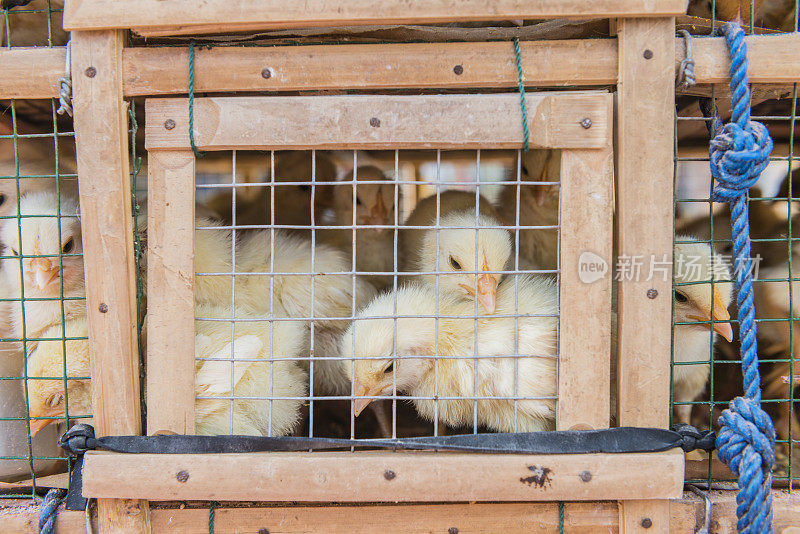 巴厘岛印尼市场拥挤的笼子里出售的黄色小鸡