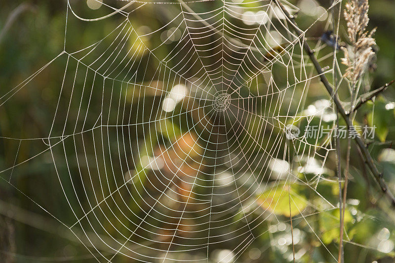 蜘蛛网在秋天