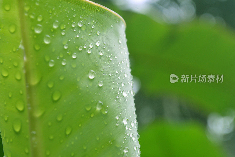 雨滴落在绿叶上