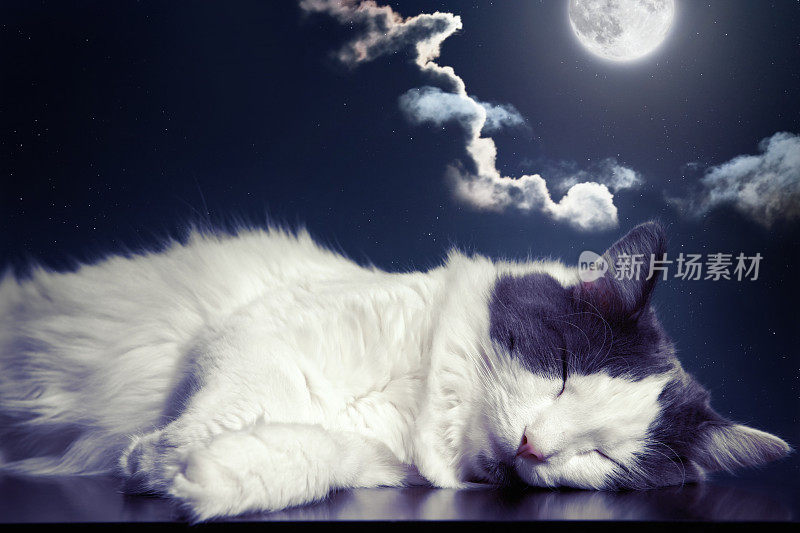月光下睡着的小猫