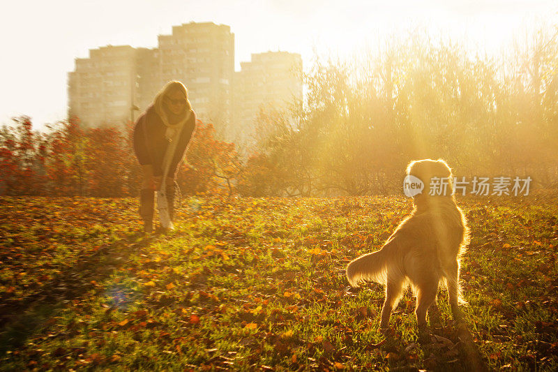 金毛猎犬在秋天的公园里玩耍