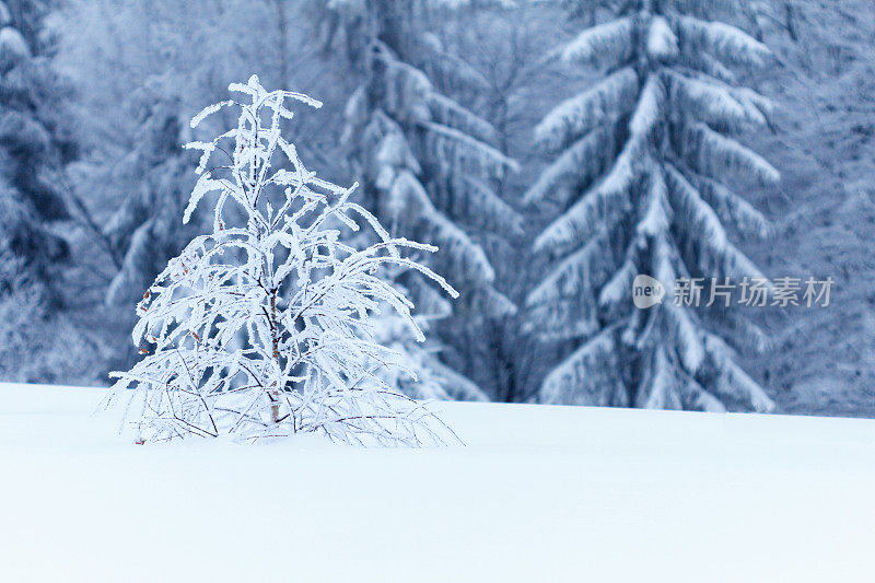 冬天的风景有雪冷杉树