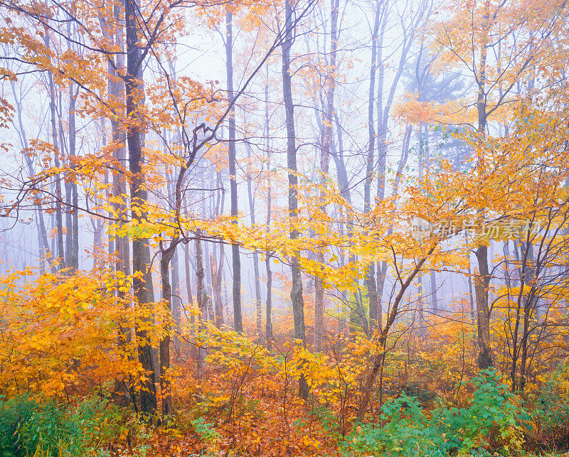 佛蒙特州绿山的秋季雾蒙蒙的森林(P)