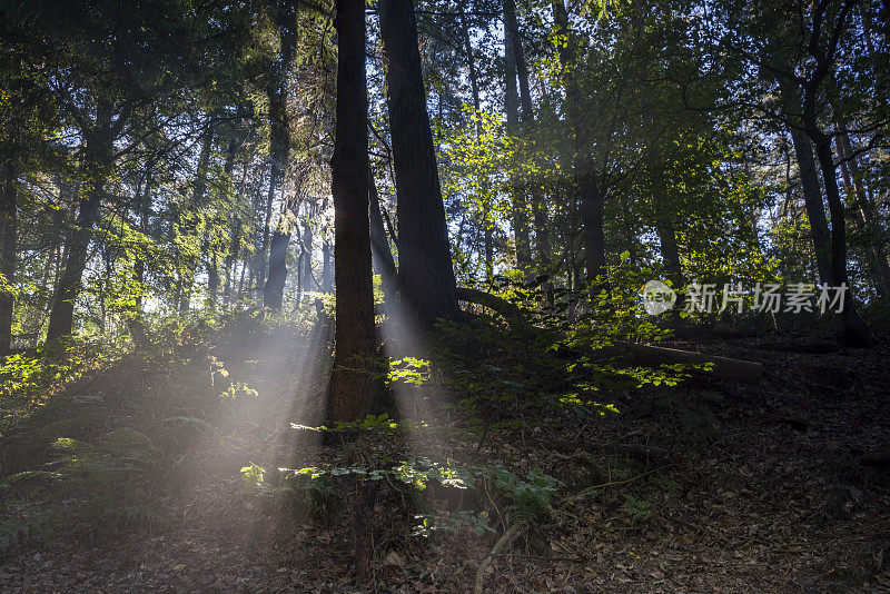 阳光照射在雾蒙蒙的秋天的森林里