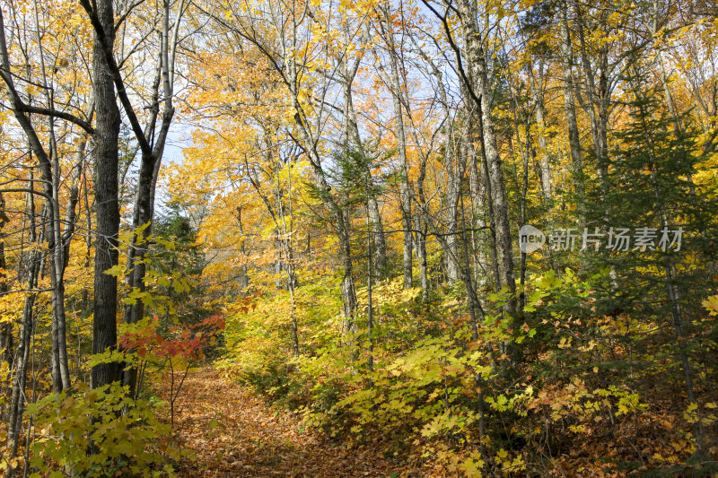 秋天的小路在树林里