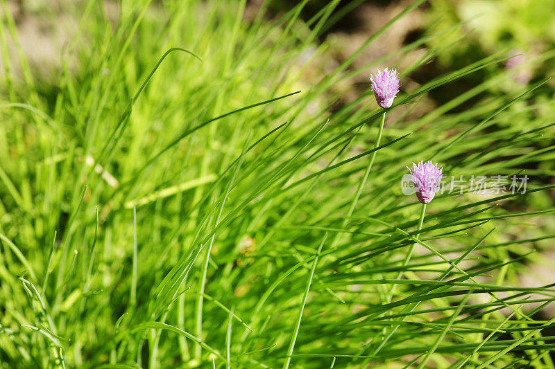 葱，韭菜花，葱