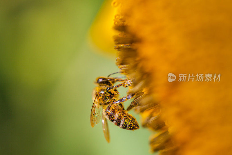 向日葵和蜜蜂