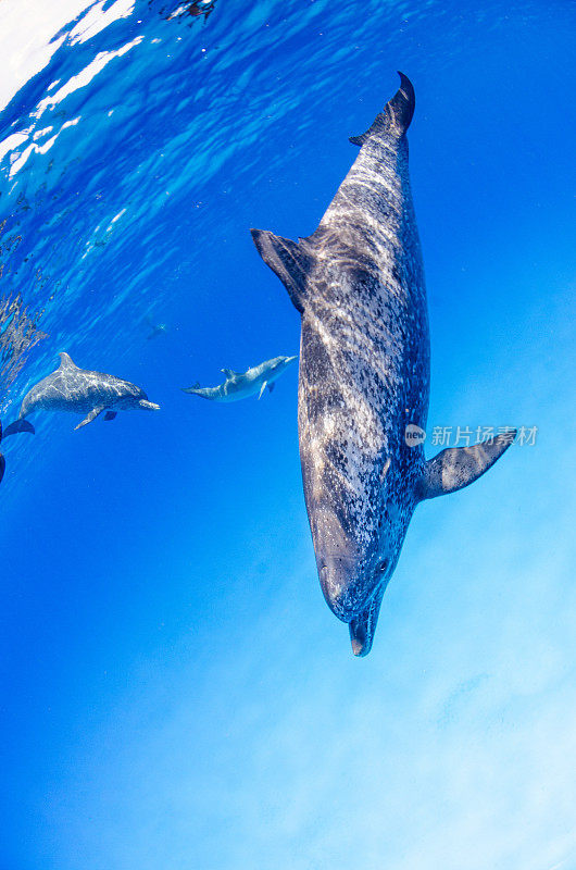 大西洋发现海豚