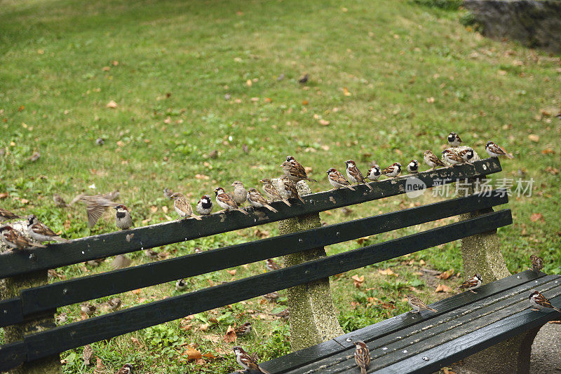 麻雀栖息在中央公园长凳上