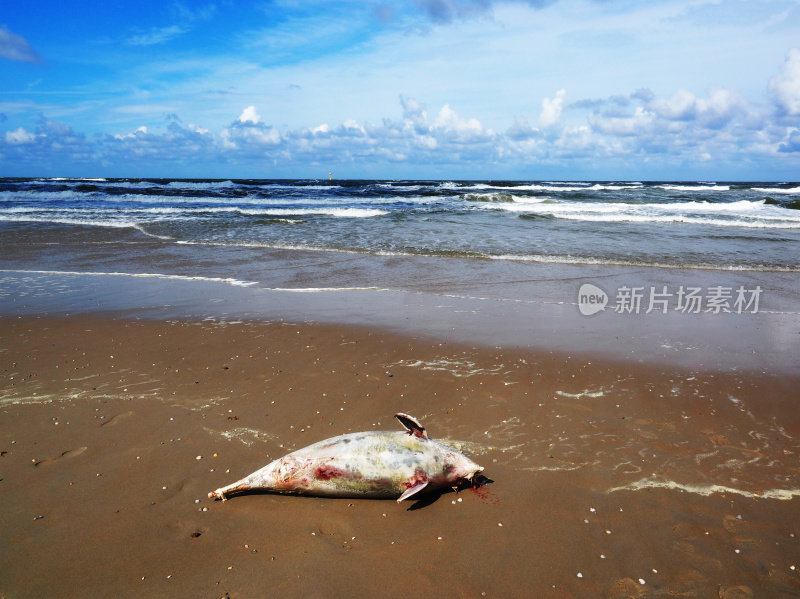 死去的海豹