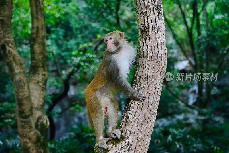 猴子站在树枝上