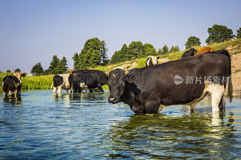 波兰牧场上的奶牛