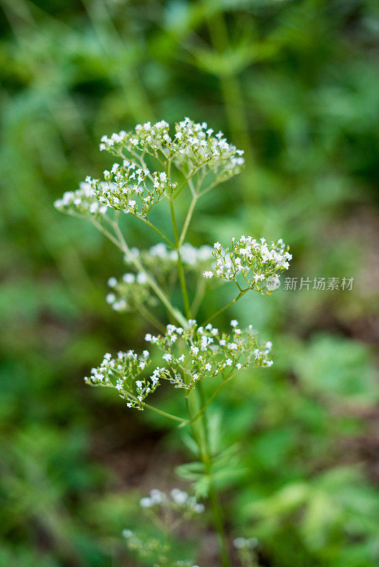 调味香草和香料:缬草(缬草)