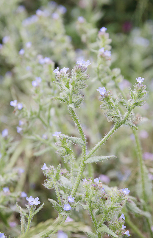 牛舌草(Anchusa薄荷)