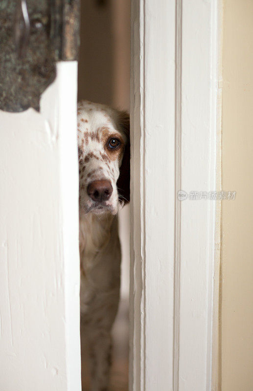 挪威奥斯陆，一只英国赛特犬从门缝里往外看