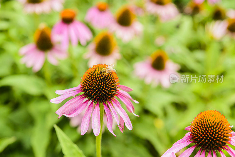 花朵蜜蜂美丽的花头紫锥菊松果花特写