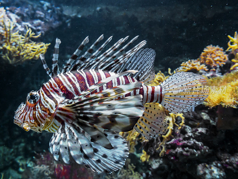 鱼在水族馆游泳的特写镜头