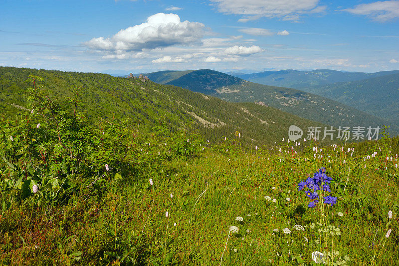 高山草甸。阿尔泰的动机。