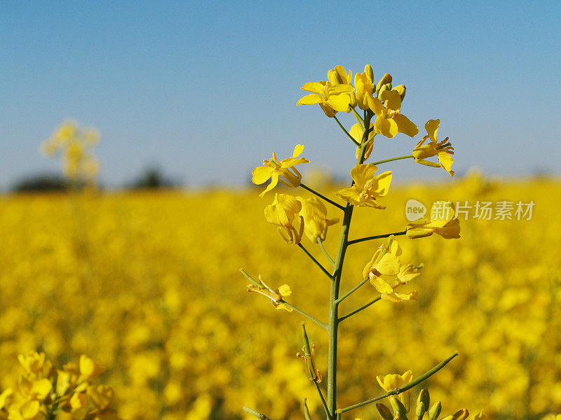 油菜开花