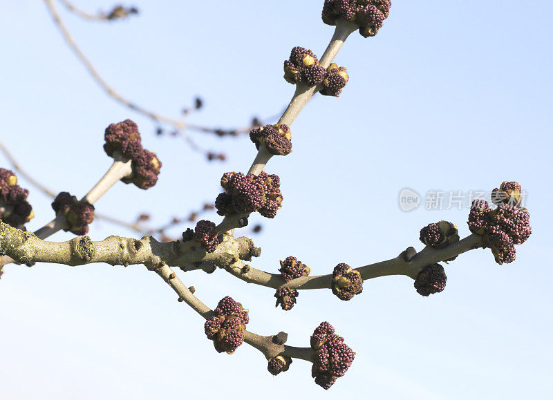 蓝天下盛开的白蜡树(白蜡树)