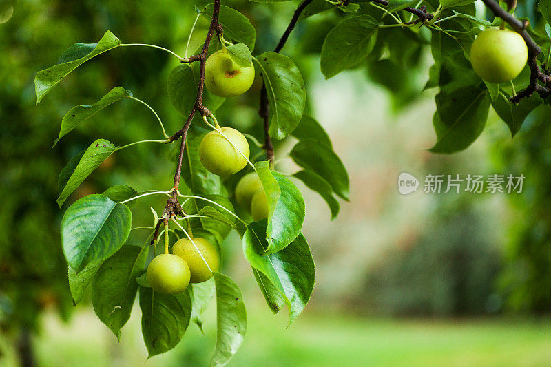 树枝上的苹果