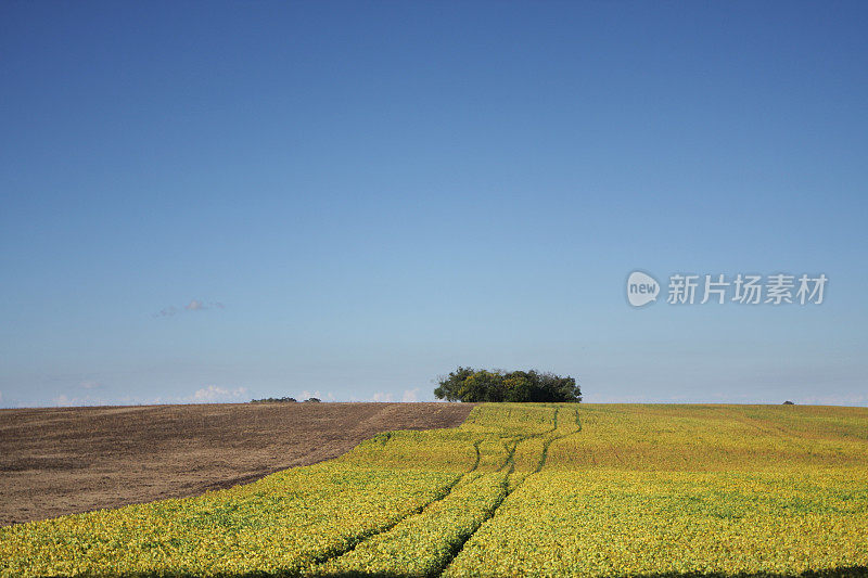 地平线和蓝天下的大豆田