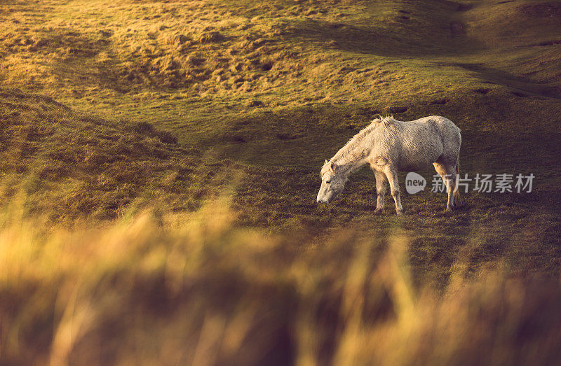在康沃尔的沙丘上吃草的野生白色小马