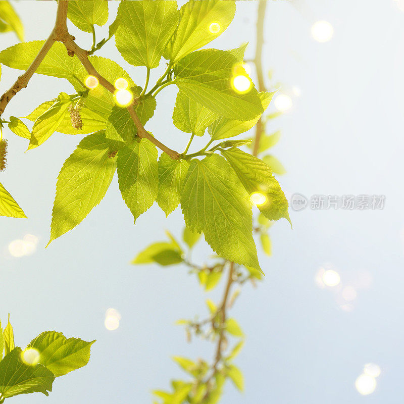 明亮的春天自然背景与绿色的树叶