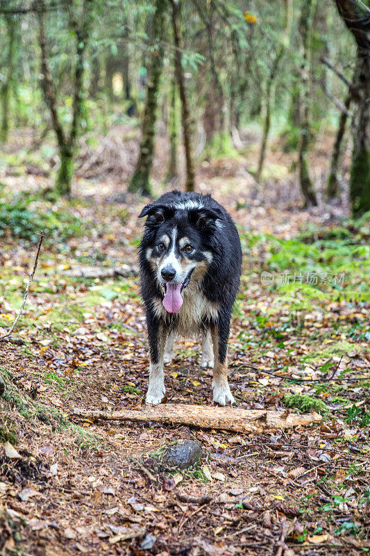 林地小径上的边境牧羊犬