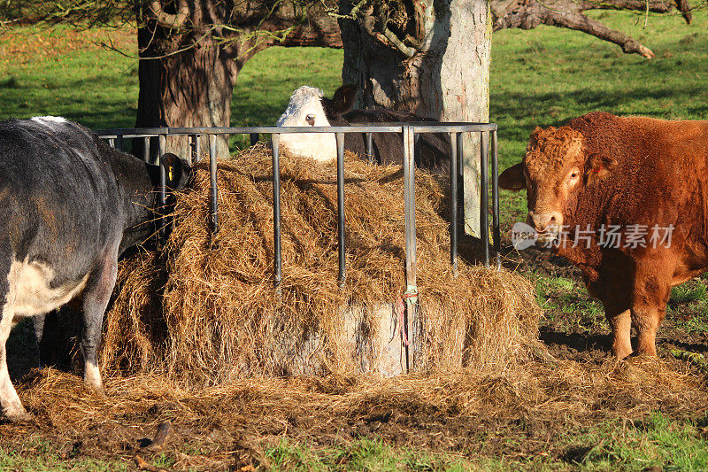 橙色的牛，南德文郡的牛，黑赫里福德的牛在吃草