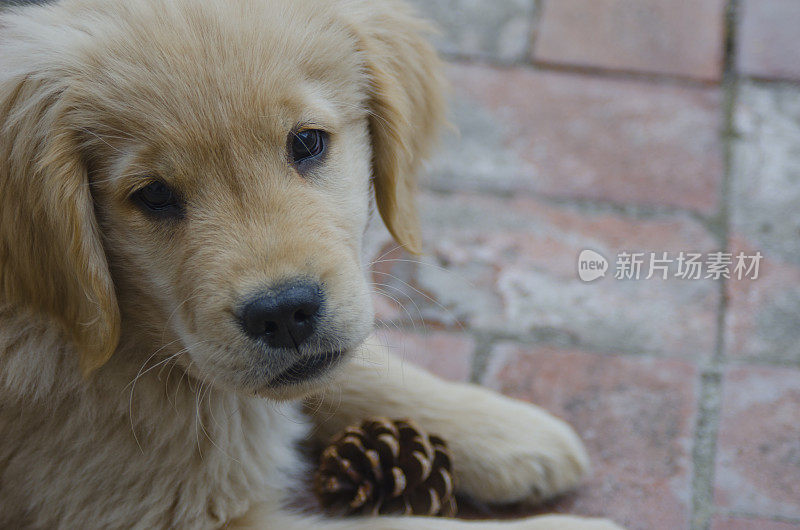 金毛猎犬小狗