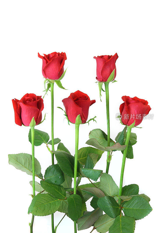 五朵红玫瑰孤零零地长在白色的叶子上