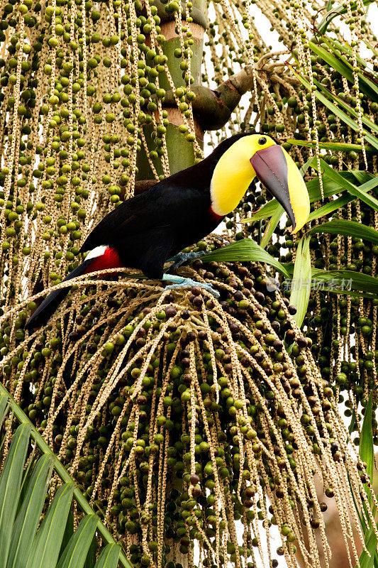 黑颚巨嘴鸟从一棵棕榈树上采摘浆果，哥斯达黎加托图盖罗