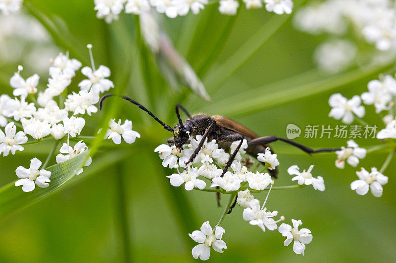 白花甲虫