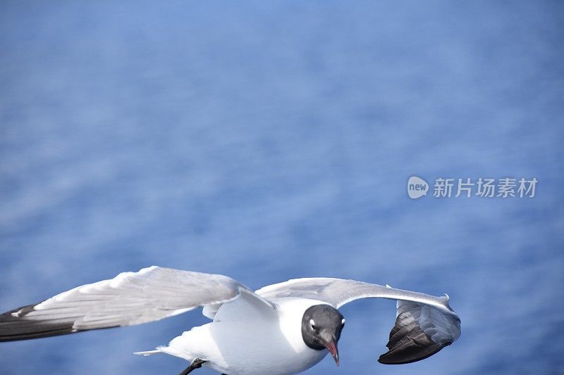 鸟从海上飞过