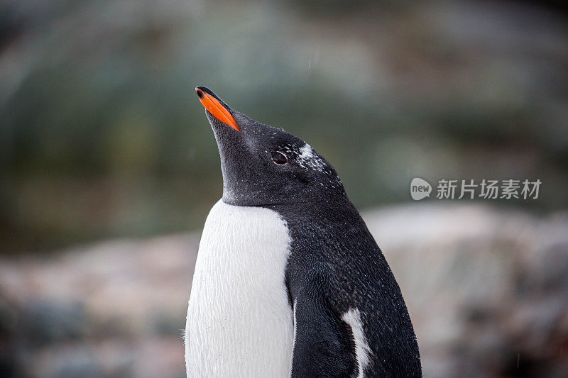 南极洲:天堂港的巴布亚企鹅