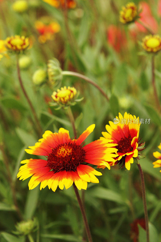 菊芋毯子花开花