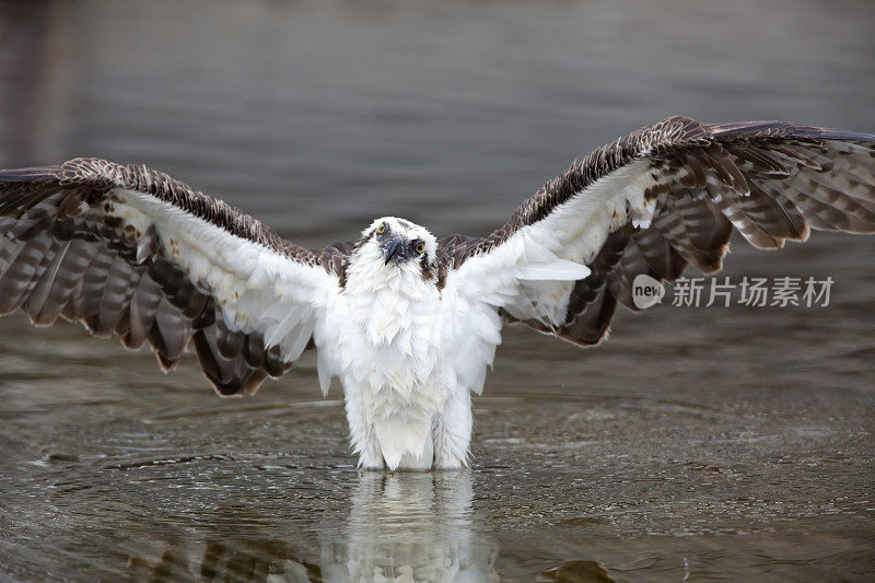 野生鱼鹰展开翅膀，大沼泽地NP，佛罗里达