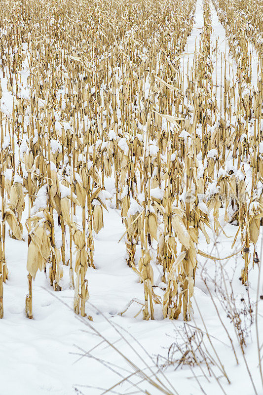 冻干玉米秸秆在冬季雪农业农田