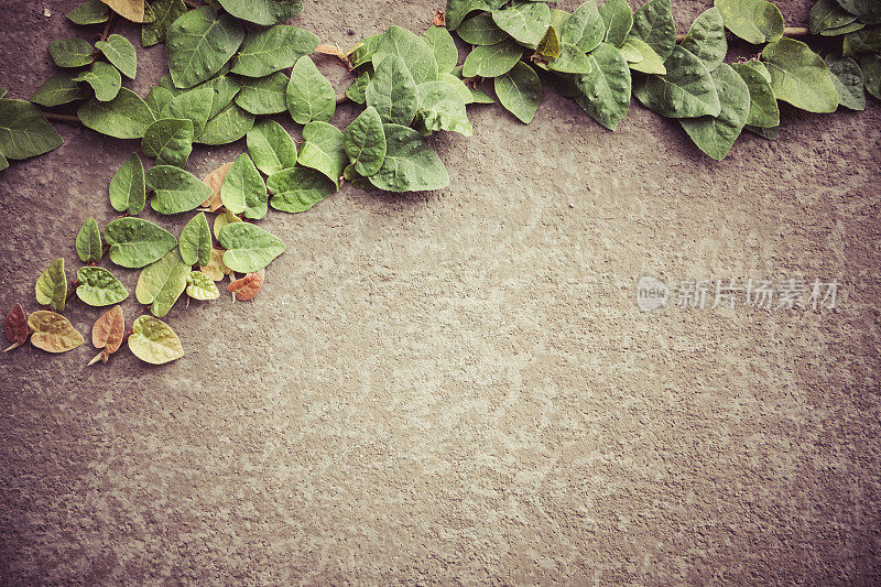 自然背景-混凝土墙和枝叶藤蔓