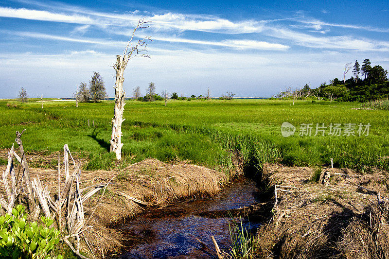 流经湿地的小溪，科德角，马萨诸塞州海岸线，美国新英格兰