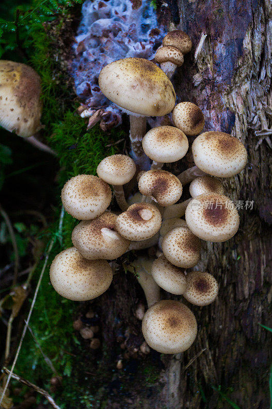 森林中的小蘑菇