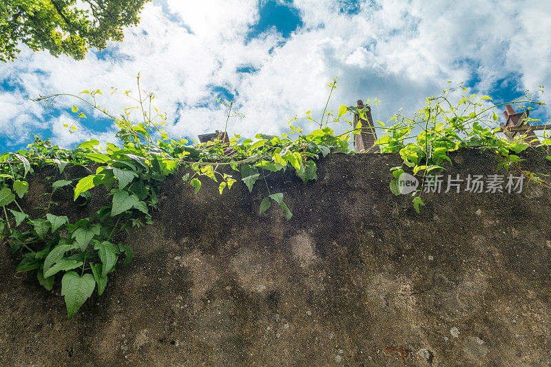 有攀缘植物藤蔓的旧花园墙