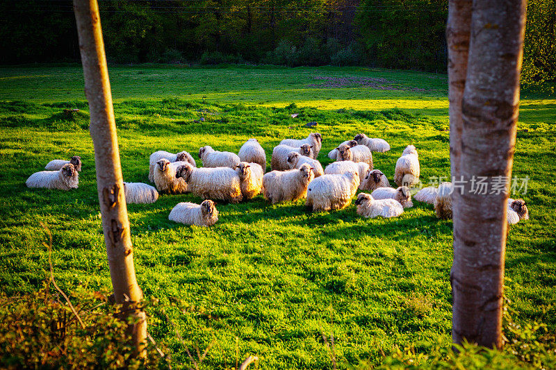 巴斯克地区放牧的绵羊。西班牙