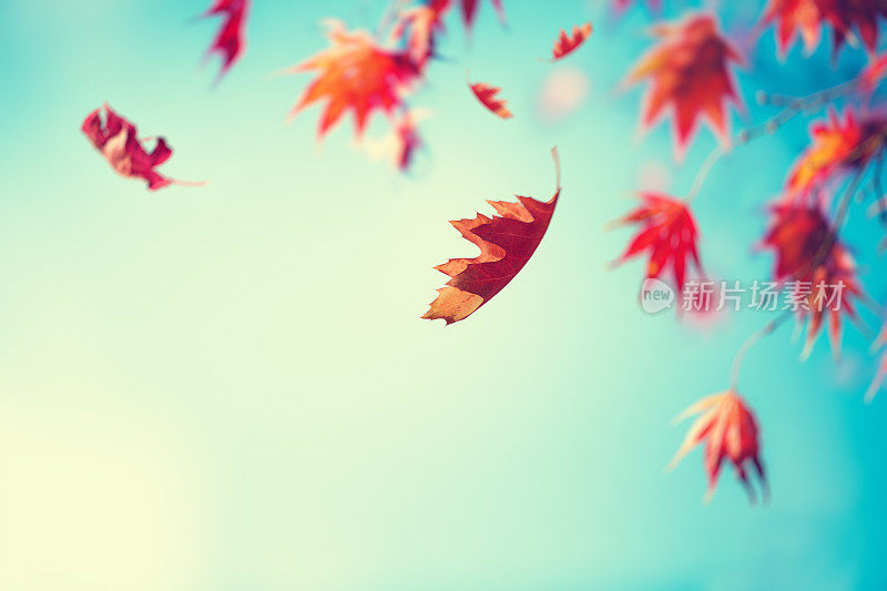 秋叶下降
