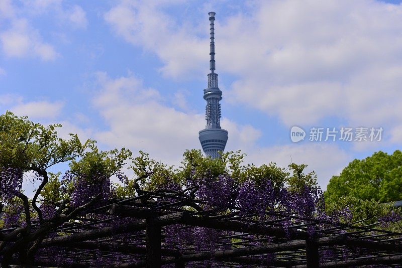 日本紫藤花