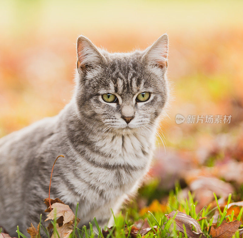 可爱的小猫在户外的自然秋天的风景